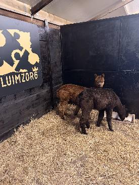 Alpaca